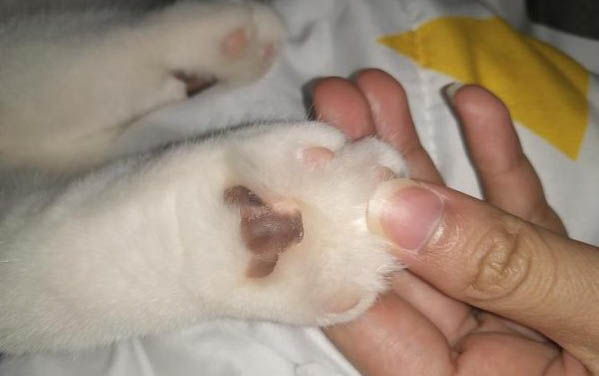 貓可以舔尿道嗎