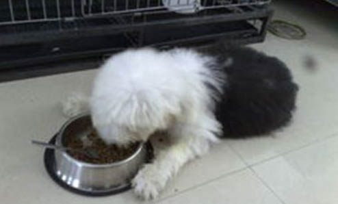 哪種大型犬最適合家養(yǎng)?