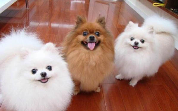 博美犬的缺點