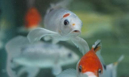 如何正確飼養保持羅漢魚體色