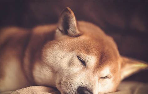 柴犬怕冷嗎?