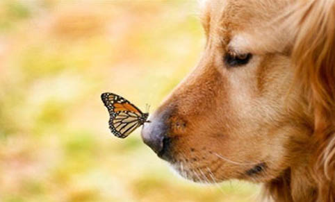 犬瘟熱要吃什么藥好