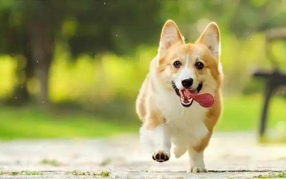 禁養狗有哪些