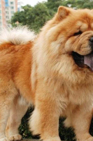 松獅犬多少錢一只黑色幼崽