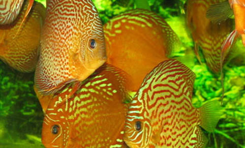 日常飼養(yǎng)熱帶魚的誤區(qū)