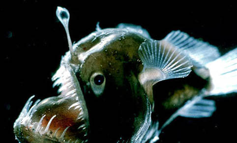 鮟鱇類海水魚飼養方法