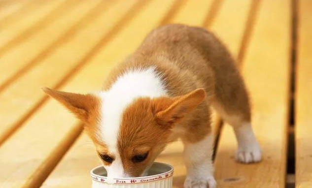 一個月幼犬泰迪怎么喂養
