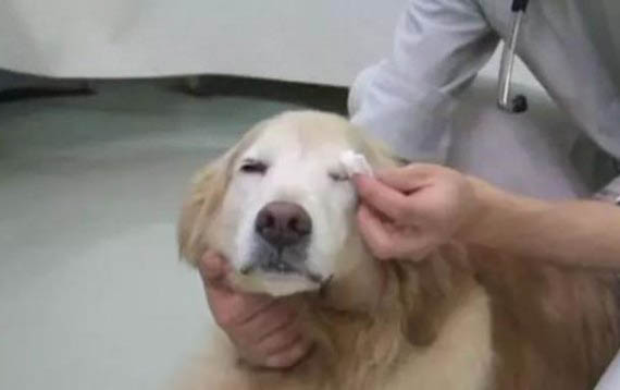 狗狗得肺炎的治愈幾率多大