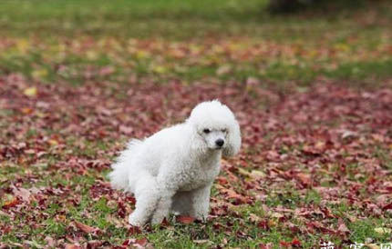 狗狗眼里有紅血絲的原因及處理方法
