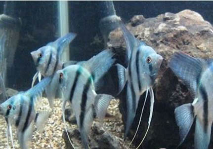 七彩神仙魚怎么分公母
