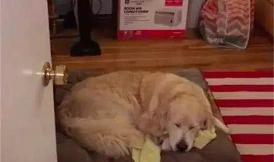 狗狗突然心臟衰竭走了