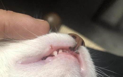 怎么看貓是否得了傳腹和懷孕