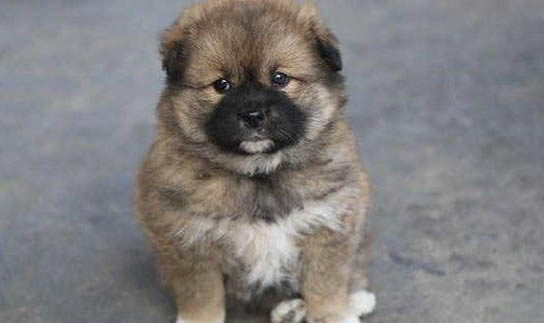松獅犬幼犬吃什么狗糧好呢
