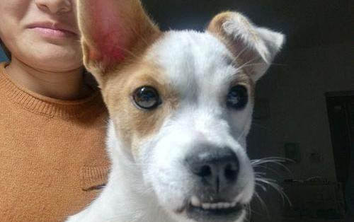 犬瘟得了多久才會抽搐