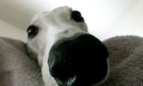 犬細小痊愈后會攜帶病毒多久？