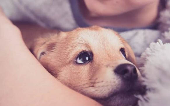狗狗吃了紙怎么辦