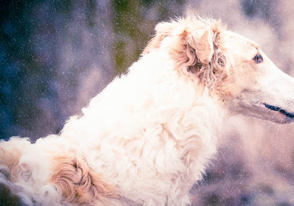 蘇俄獵狼犬的毛色有幾種