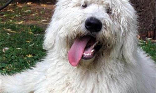 可蒙犬細(xì)小病毒引起的原因及處理方法