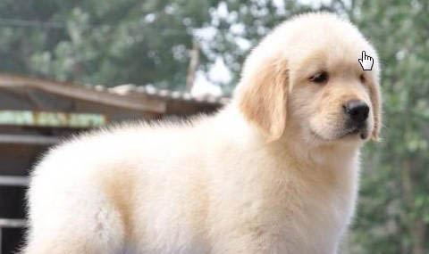 金毛犬和貴賓犬哪個貴
