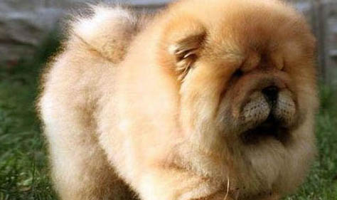 松獅犬和哈士奇哪個好養
