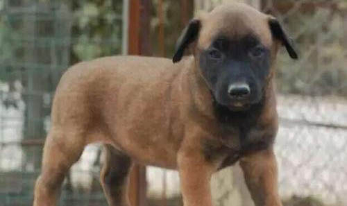 馬犬多大開始訓練