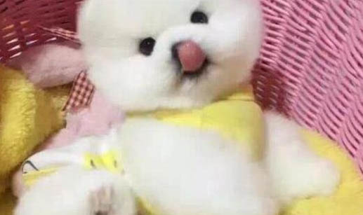狗狗關(guān)節(jié)炎會有哪些癥狀
