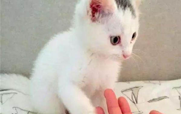 懷孕一個月的貓有什么特征