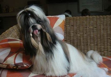 西施犬為什么沒有人養?