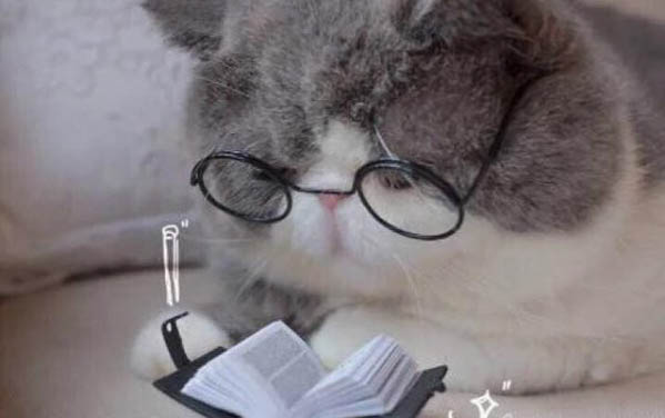 貓咪耳朵癢需要用什么藥