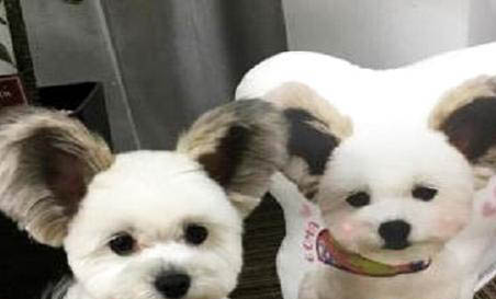 蝴蝶犬太興奮怎么訓練