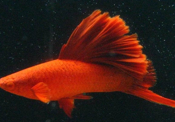 甲魚和魚可以一起養嗎