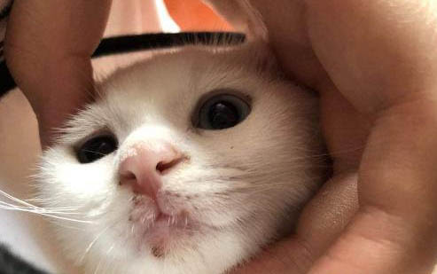 狗狗能吃火龍果嗎紅心的