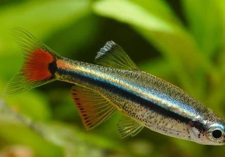 羅漢魚苗可以一起養嗎