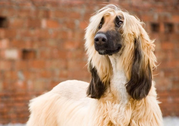 獵犬有哪些品種