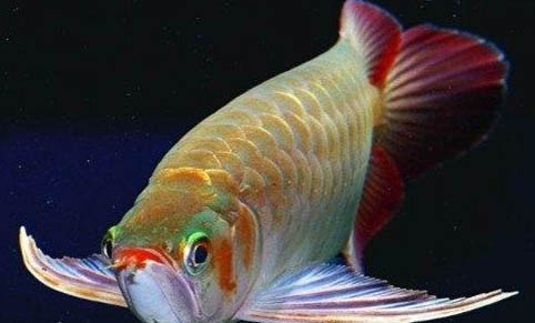 紅龍魚患水霉病的原因是什么