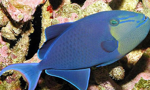 海馬科海水魚飼養方法