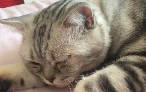 貓咪跟狗狗行為有什么不同
