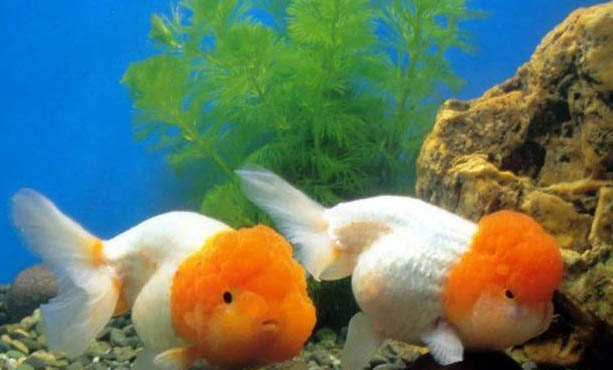 金魚(yú)身上有白色霜狀怎么治好得快