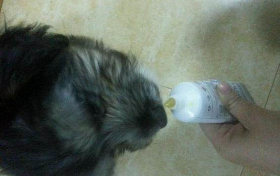 嬰幼犬多大可以洗澡