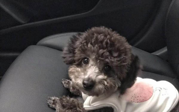 飼養貴賓犬6大禁忌