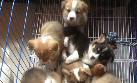 幼犬薩摩耶多少錢一只