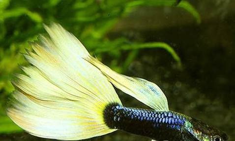 孔雀魚沉底不愛動的原因及處理方法