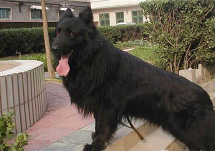 德國牧羊犬有哪幾種品種
