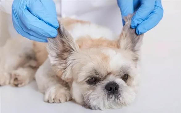 犬瘟熱從初期到死亡一般幾天