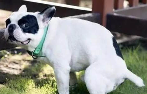 養狗會導致不孕不育嗎感染弓形蟲嗎