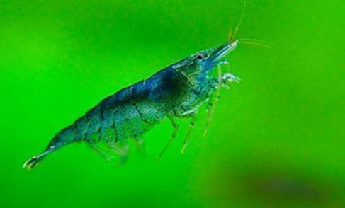 黑殼蝦吃魚屎?jiǎn)?