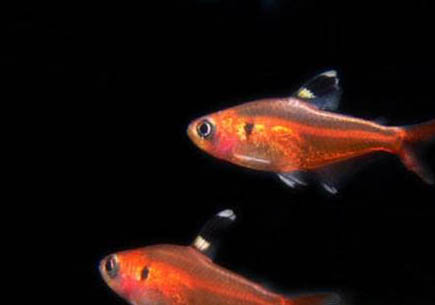 冬天適合釣魚嗎