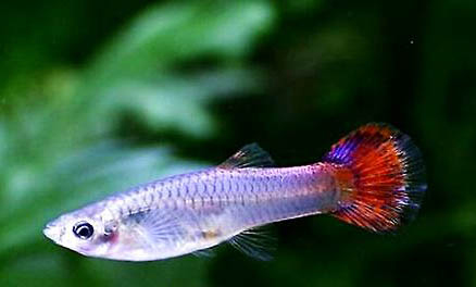 鳳尾魚卵多久孵化出小魚?