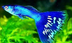 鳳尾魚卵多久孵化出小魚?
