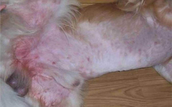狗狗可不可以喝酸奶